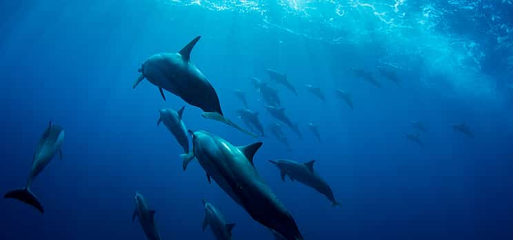 Photo 1 Swimming with Dolphins in the Ocean