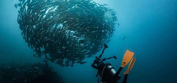 صورة 1 Garajau Marine Reserve Diving Experience
