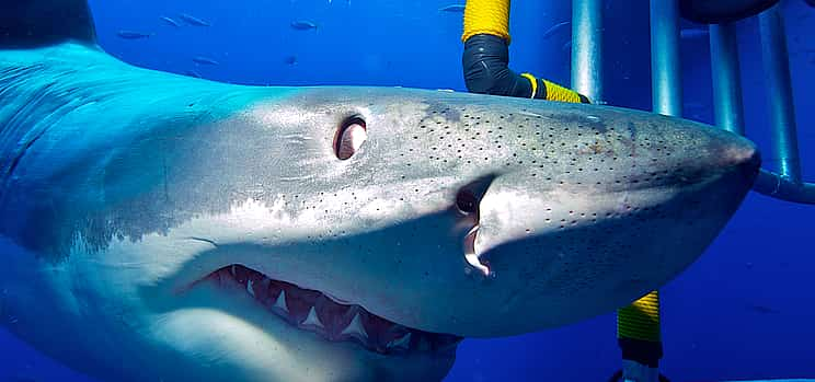 Photo 1 Shark Cage Diving