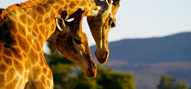 Photo 1 Inverdorn Game Reserve: Private 2-day Safari with Luxury Ambassador Suite Overnight