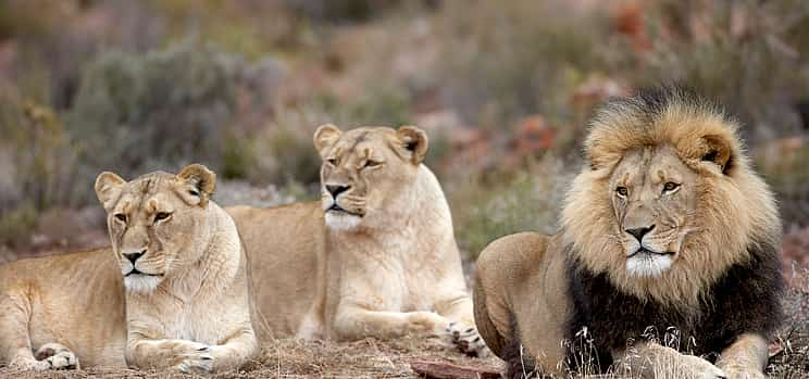 Фото 1 Раннее утреннее сафари в заповеднике Aquila Game Reserve