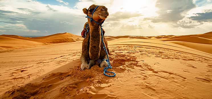 Photo 1 Evening Desert Safari by Bus in Abu Dhabi