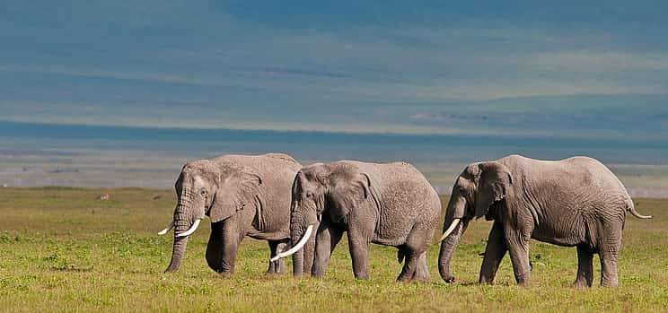 Foto 1 Ganztägige Ngorongoro-Krater-Tour ab Arusha