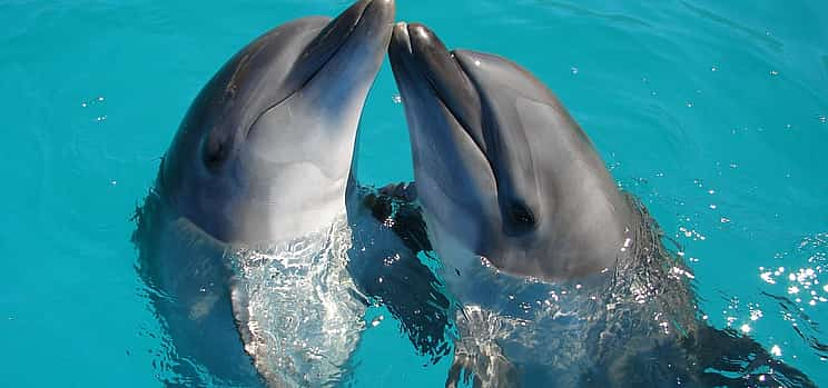 Photo 1 Dolphin Watching Boat Tour in Sesimbra with Wine Tasting