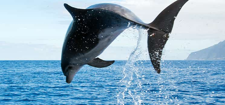 Foto 1 Excursión en velero para avistar delfines y ballenas