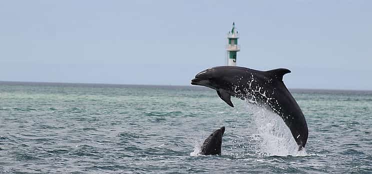 รูปภาพ 1 Dolphin Watching from Lisbon