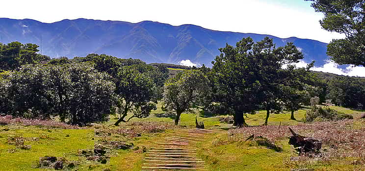 Photo 1 Fanal and Assobiadores Full-day Walking Tour