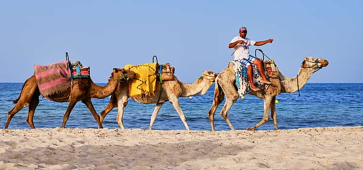 Photo 1 Camel Ride in Agadir