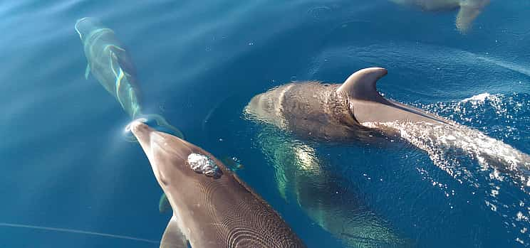 Foto 1 Experiencia de observación de delfines