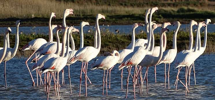 Photo 1 Estuary Birdwatching Boat Tour