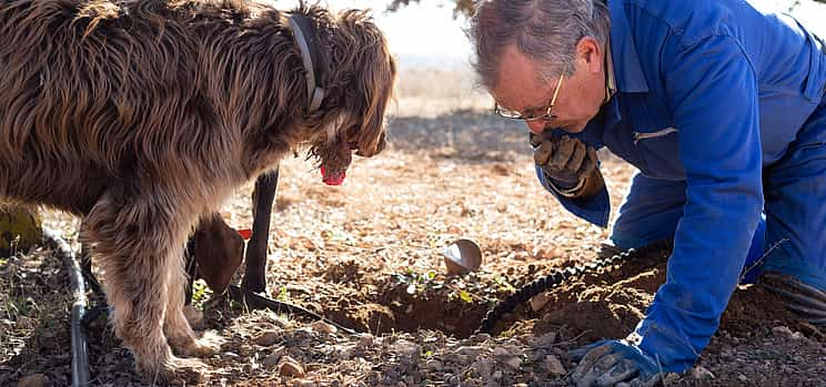 Photo 1 Truffle Hunting and Amarone Wine Tasting