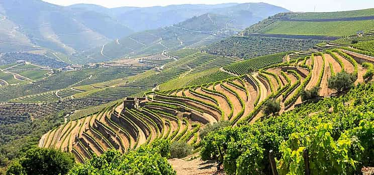 Foto 1 Tour Privado por el Valle del Duero con 3 Bodegas