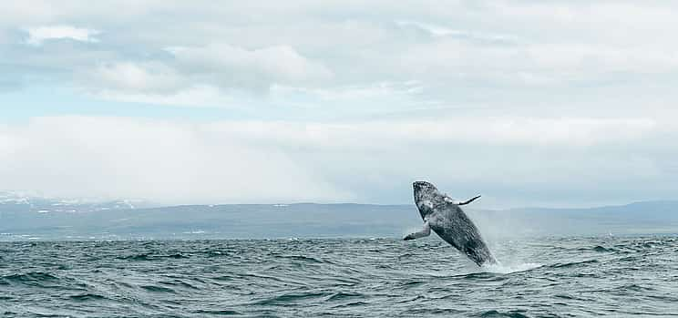 Фото 1 Húsavík Original Whale Watching