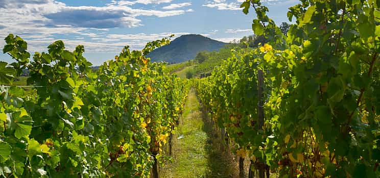 Foto 1 Excursión privada de un día a la Ruta del Vino de Alsacia desde Estrasburgo