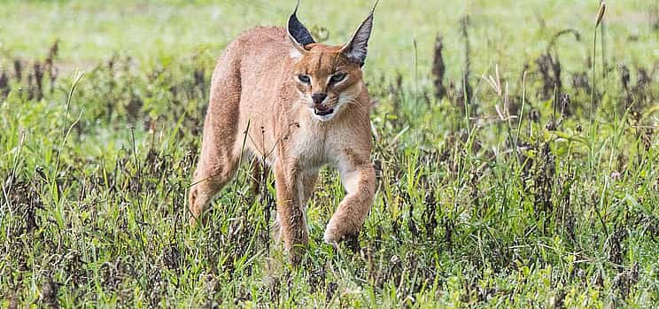 Photo 1 Full-day Ngorongoro Crater Tour
