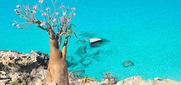 Foto 1 8 días en la isla de Socotra