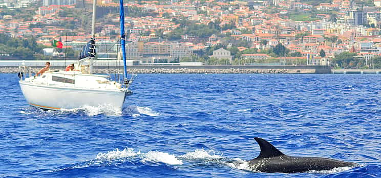 Foto 1 Madeira: Dolphin Watching