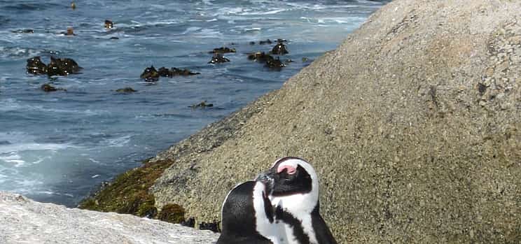 Photo 1 For Couples: Private Guided Sightseeing Day Tour of Cape Peninsula Penguins