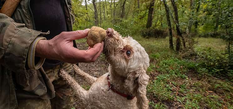 Photo 1 Truffle Hunting, Lunch, Wine and Evo Oil Tasting