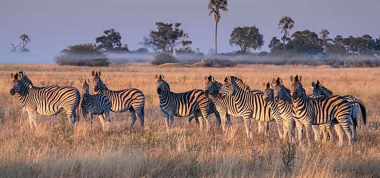 Photo 1 South Luangwa Morning Safari