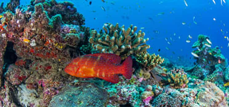 Photo 1 Snorkeling in St.Anne Marine National Park