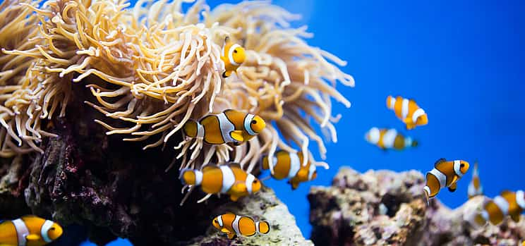 Photo 1 Snorkeling in Fujairah