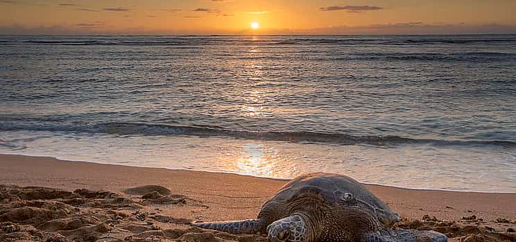 Foto 1 Schildkröten des Sonnenuntergangs 2-tägige private Tour