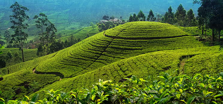 Foto 1 Excursión de un día a Nuwara Eliya