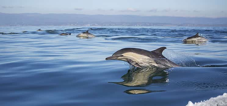 Foto 1 Excursión privada con delfines y snorkel