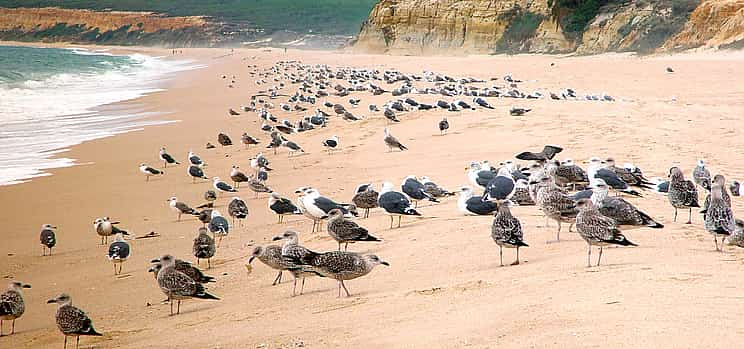 Foto 1 Hora de comer en la playa de Meco