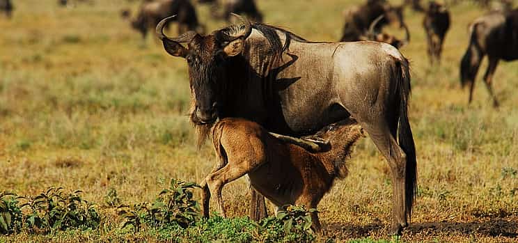 Photo 1 7 Day Trekking Journey of Wildebeest