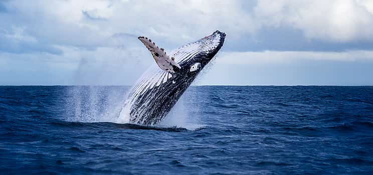 Foto 1 Excursión a los Cinco Grandes marinos