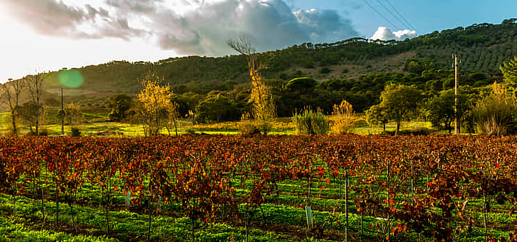 Photo 1 Small Group Arrábida Wine Full-day Tour