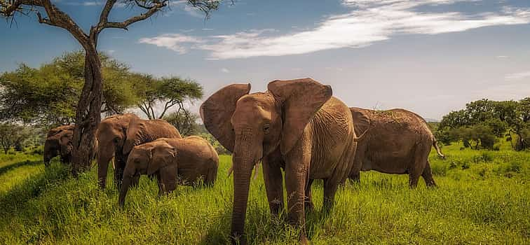 Foto 1 Excursión de un día al Parque Nacional de Tarangire desde Arusha