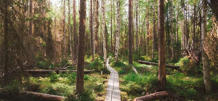 Foto 1 El secreto mejor guardado de Helsinki. Mágica excursión por el bosque de Taiga