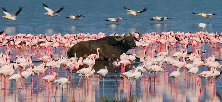 Foto 1 Excursión de un día al lago Nakuru desde Nairobi