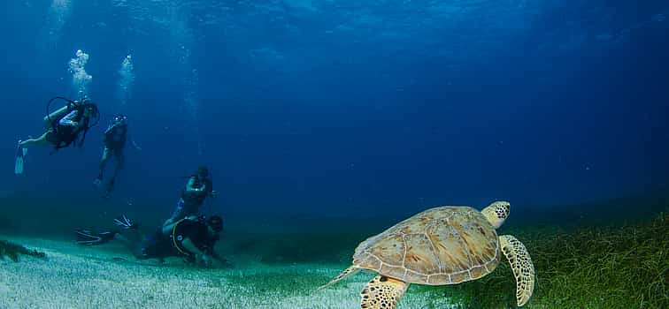 Photo 1 Papagayo Bay Diving