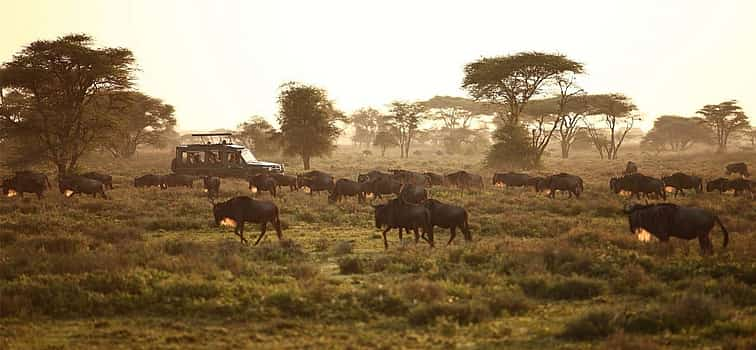 Foto 1 4-tägige spektakuläre Serengeti-Migrations-Safari