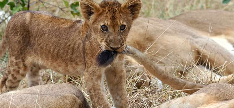 Photo 1 2-Day Tour to Selous Game Reserve Safari from Zanzibar or Dar es salaam