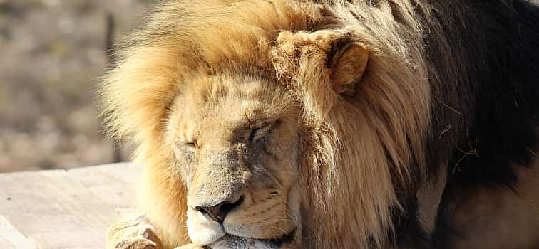 Photo 1 For Couples: Private Sunset Safari at Aquila Game Reserve