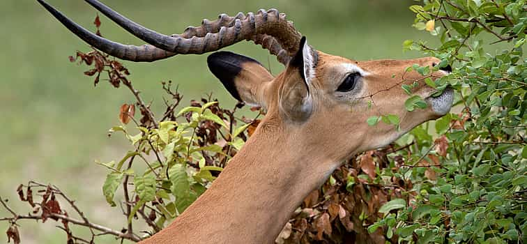 Foto 1 Excursión de un día al Parque Nacional de Selous desde Zanzíbar o Dar es Salaam