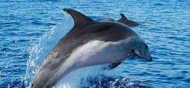 Φωτογραφία 1 Dolphin Watching and Jeep Safari