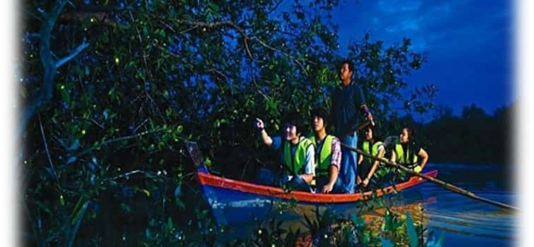 Photo 1 Kuala Selangor Firefly Boat Tour