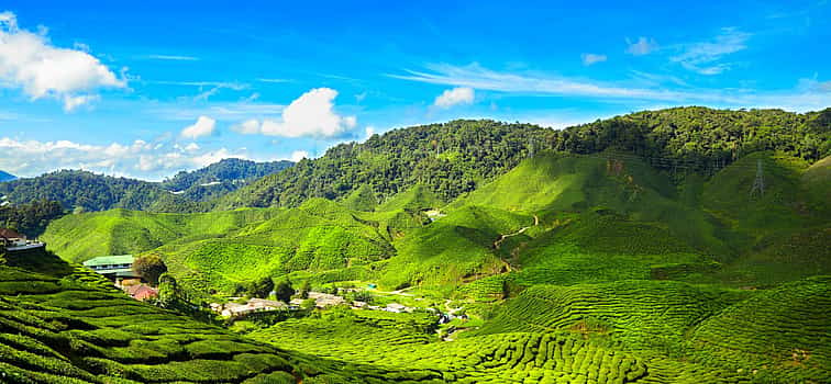 Foto 1 Cameron Highlands Tour