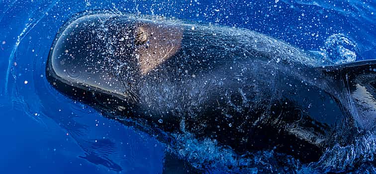 Foto 1 Tenerife: Luxury Opera 60 Whale and Dolphin Watching Experience