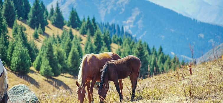 Foto 1 Reiten Tagestour nach Alma - Arasan Schlucht