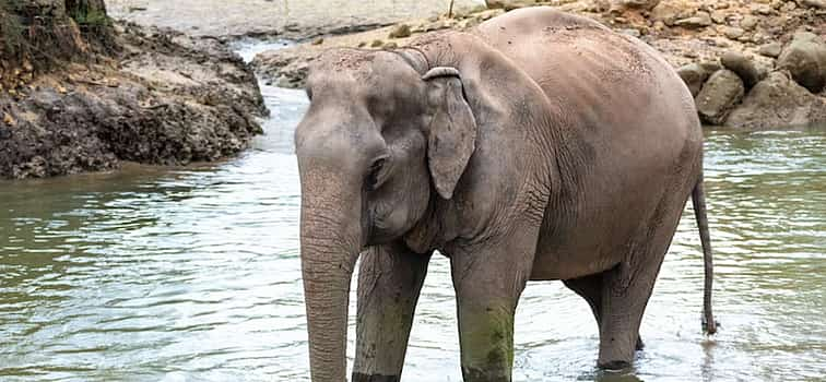 Photo 1 Khao Sok River Rafting with Elephant Sanctuary and Lunch