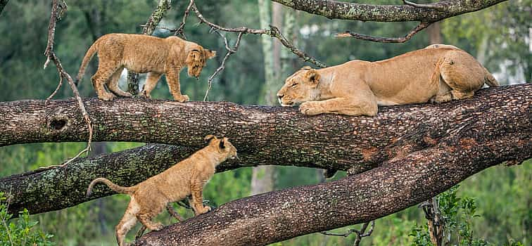 Foto 1 Lake Manyara National Park Ganztagestour ab Arusha