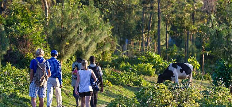 Photo 1 Fresh Morning Hike in Arusha