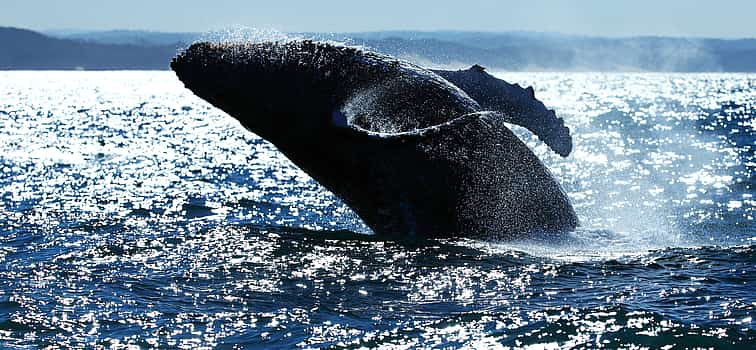 Foto 1 Excursión a los Cinco Grandes marinos desde Ciudad del Cabo